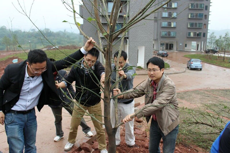 植树